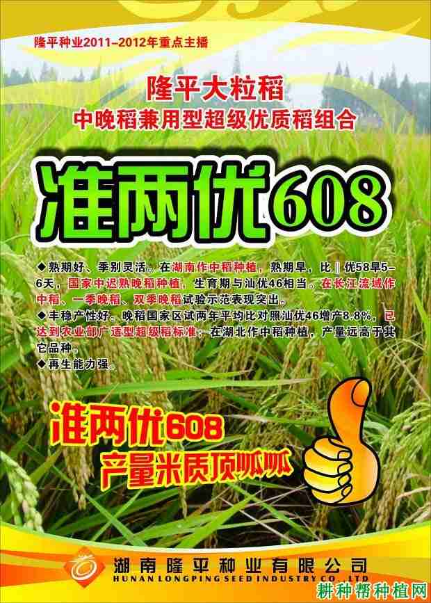 准两优916(准两优5号)